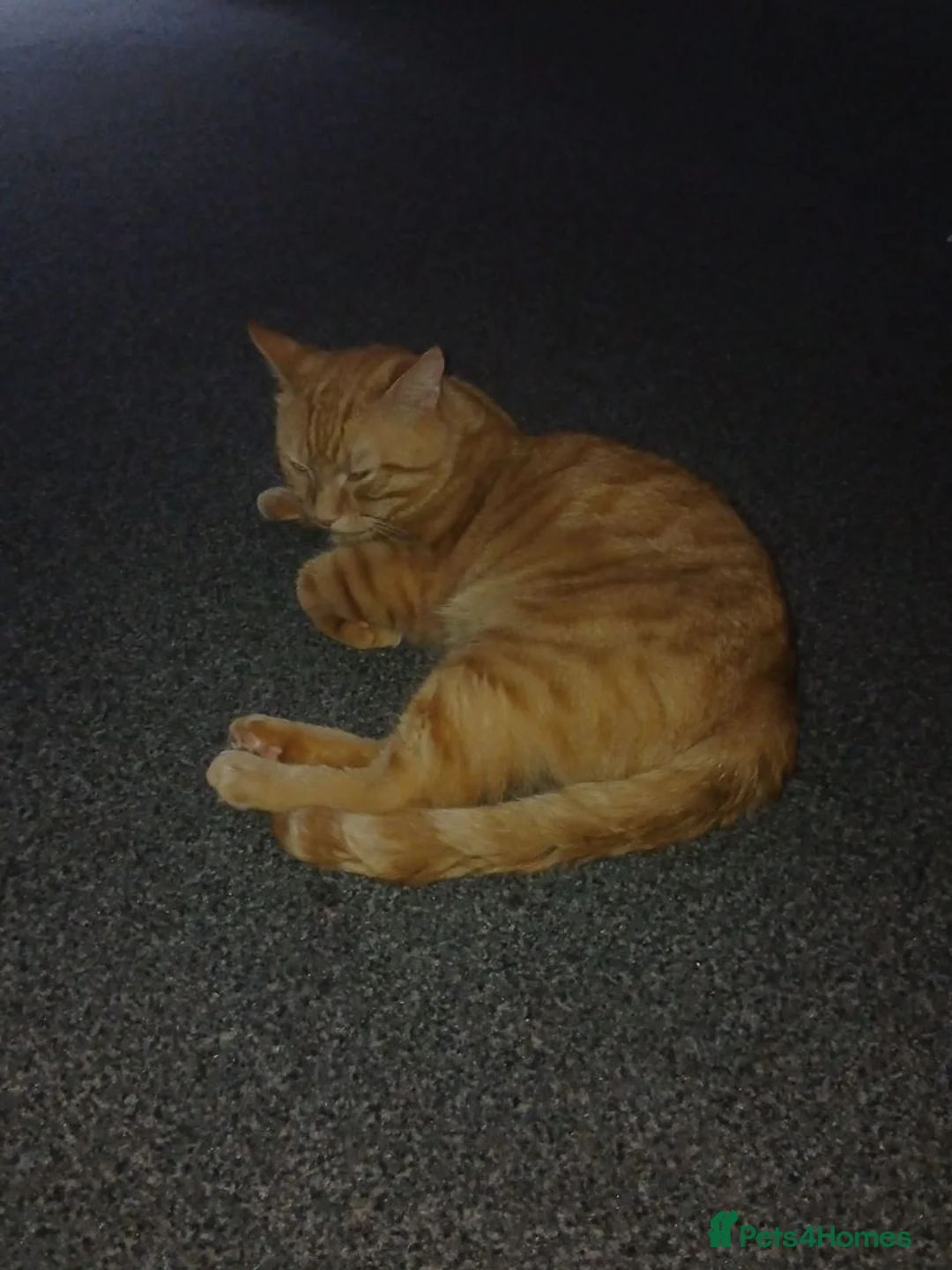 Domestic Shorthair cats for sale: Crunchie 5 years old in Annan - Advert 2