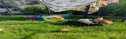 Rex rabbits for sale: Loving home needed for three beautiful bunnies 🐰  - Advert 9