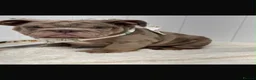 English Bulldog dogs for sale: English bulldogs for sale  in Bellshill - Advert 5