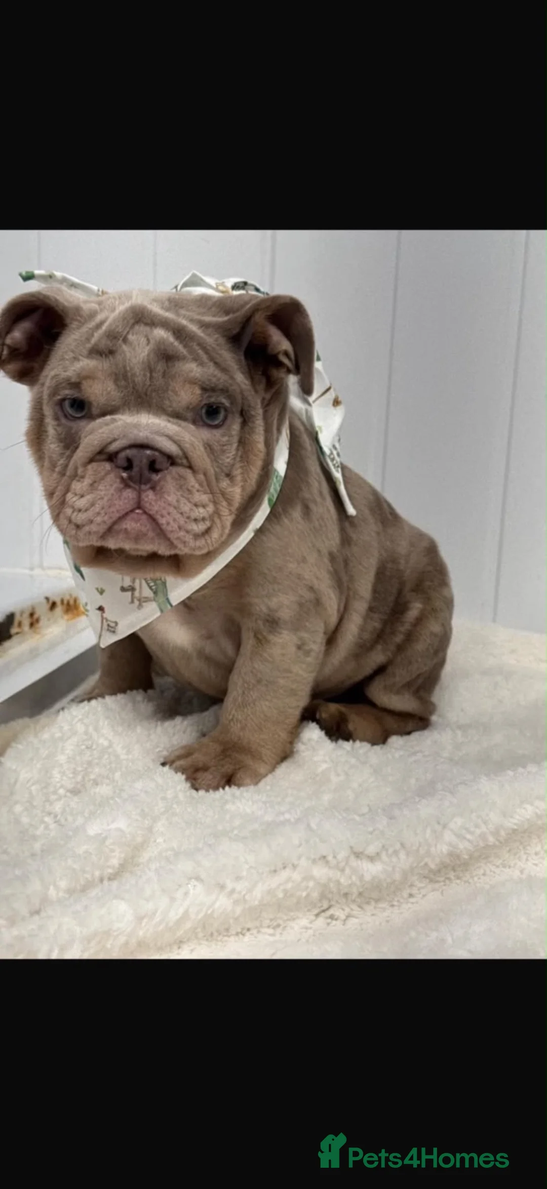 English Bulldog dogs for sale: English bulldogs for sale  in Bellshill - Advert 5