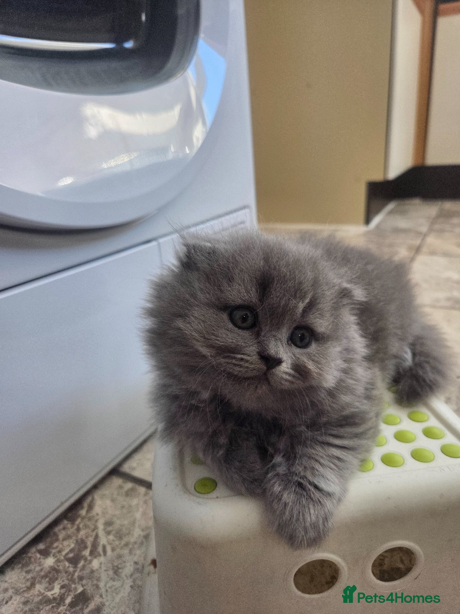 British Longhair cats for sale: Kittens blue boys and girl  in Nottingham - Advert 15