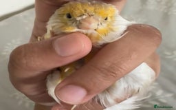 Canaries birds for sale: Adorable Omelette Male Canary - Image 10