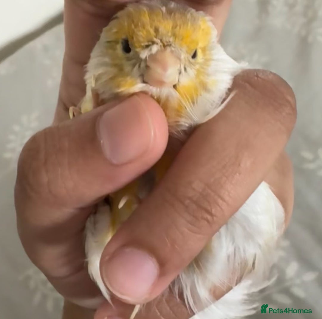 Canaries birds for sale: Adorable Omelette Male Canary - Image 10