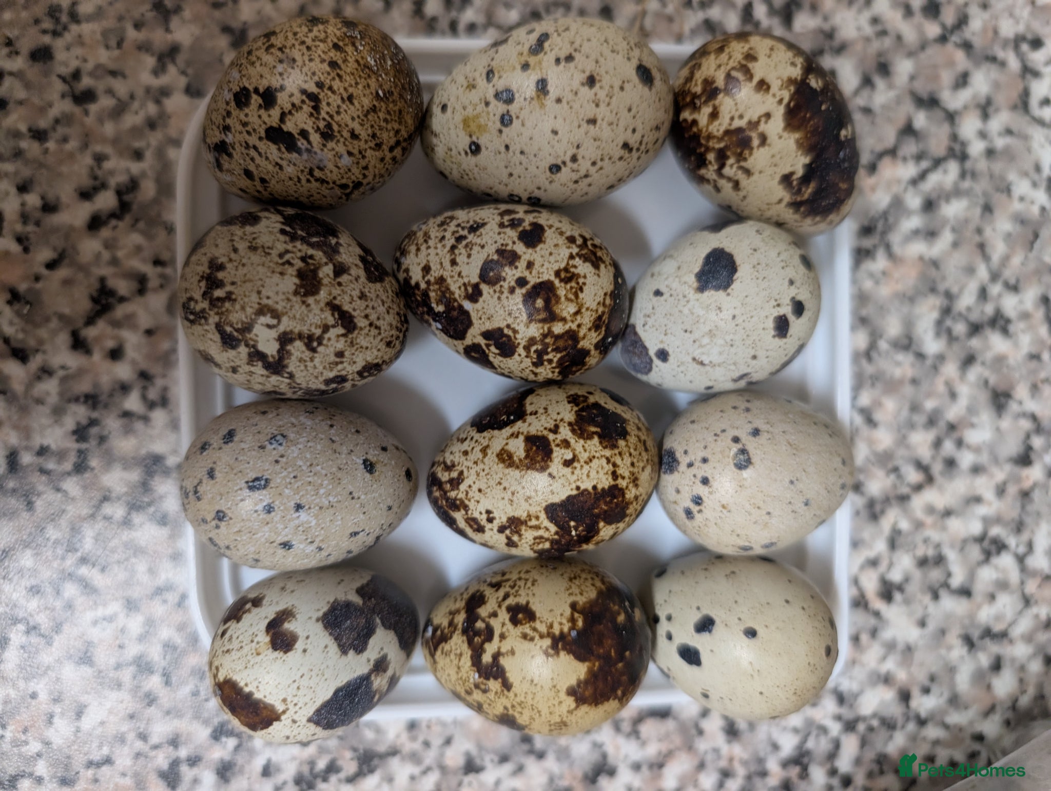 Chickens poultry for sale: Pekins, Quails, Eggs - Contact for availability  - Advert 6