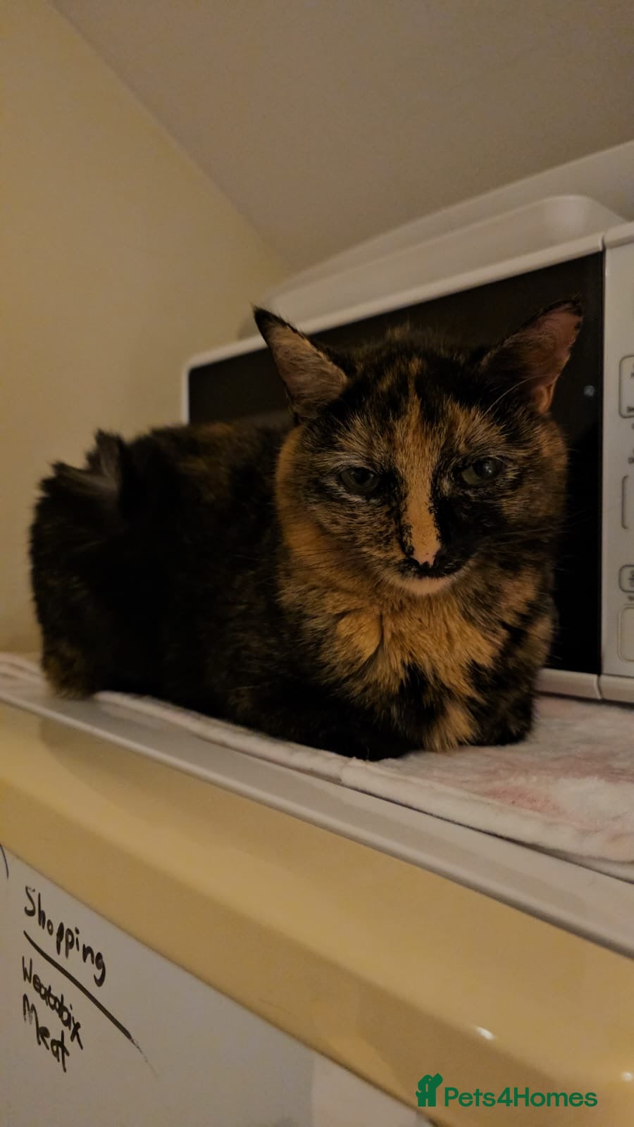 Mixed Breed cats 3 year old Tortoiseshell female rescue cat - Twix - Advert 15