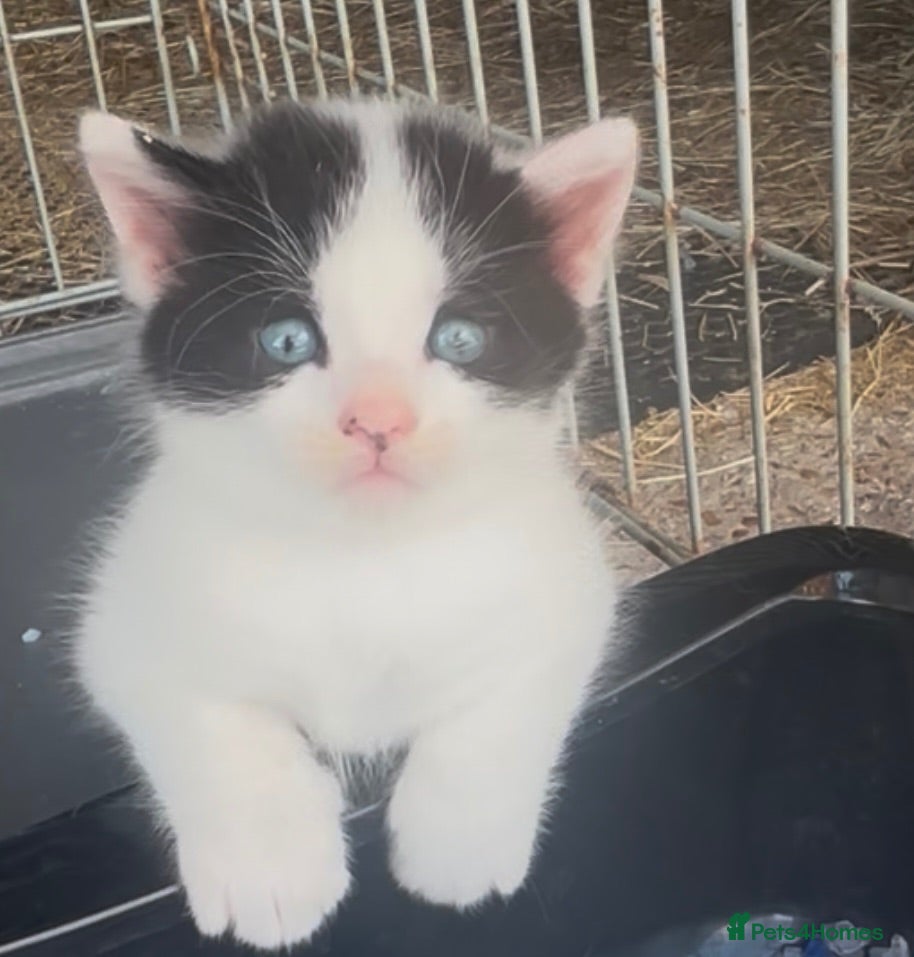 Mixed Breed cats Beautiful mixed breed kittens  - Advert 1