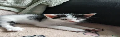 Kitten 1