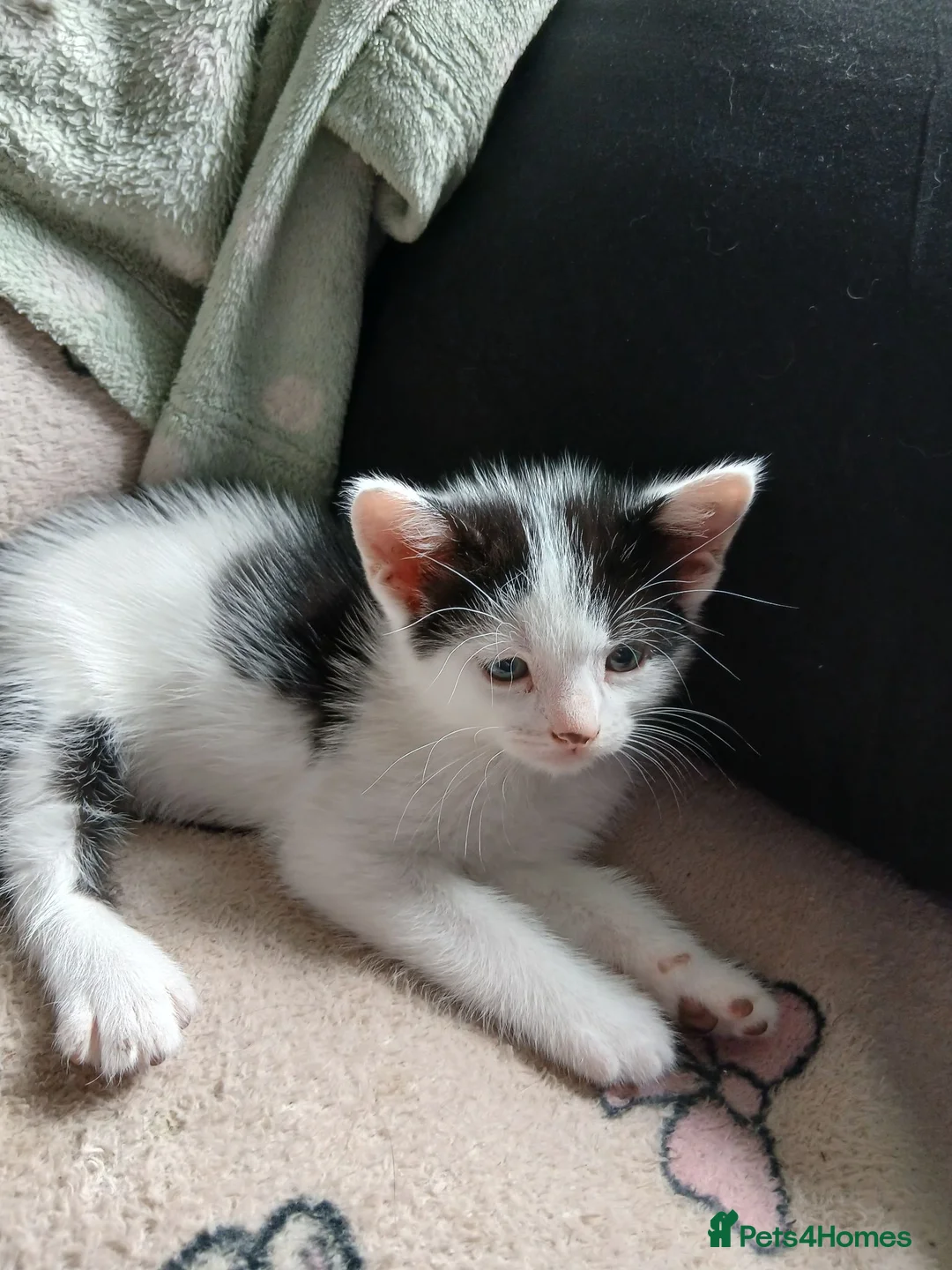 Mixed Breed cats for sale: Beautiful adorable little kitten - Advert 27
