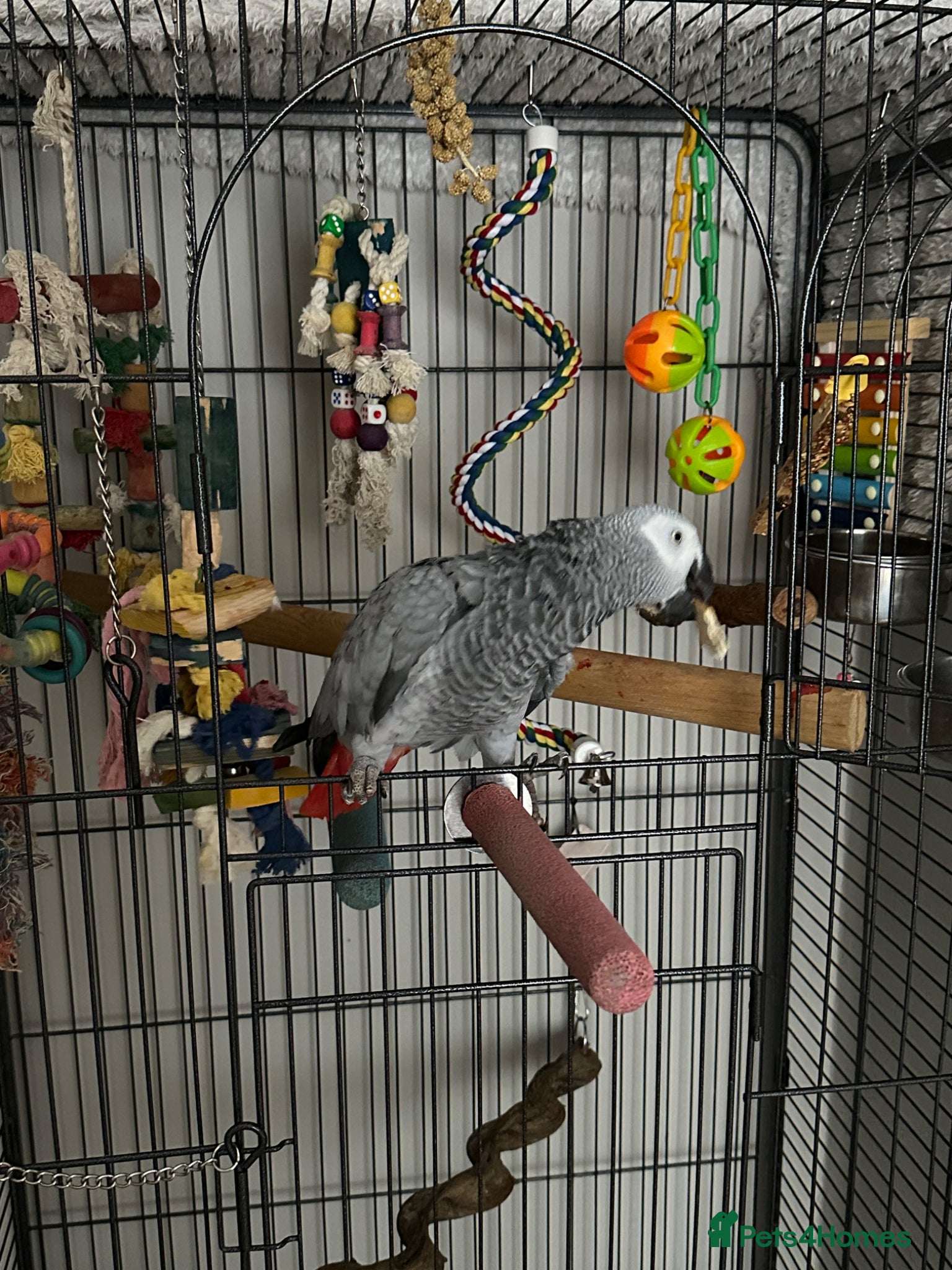 Parrots birds African Grey with lots of toys & food with cage  - Advert 1