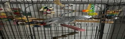 Parrots birds for sale: African Grey with lots of toys & food with cage  - Advert 1