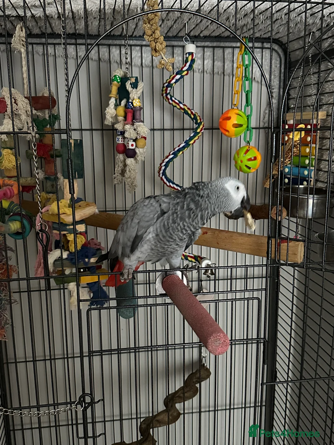 Parrots birds for sale: African Grey with lots of toys & food with cage  - Advert 1