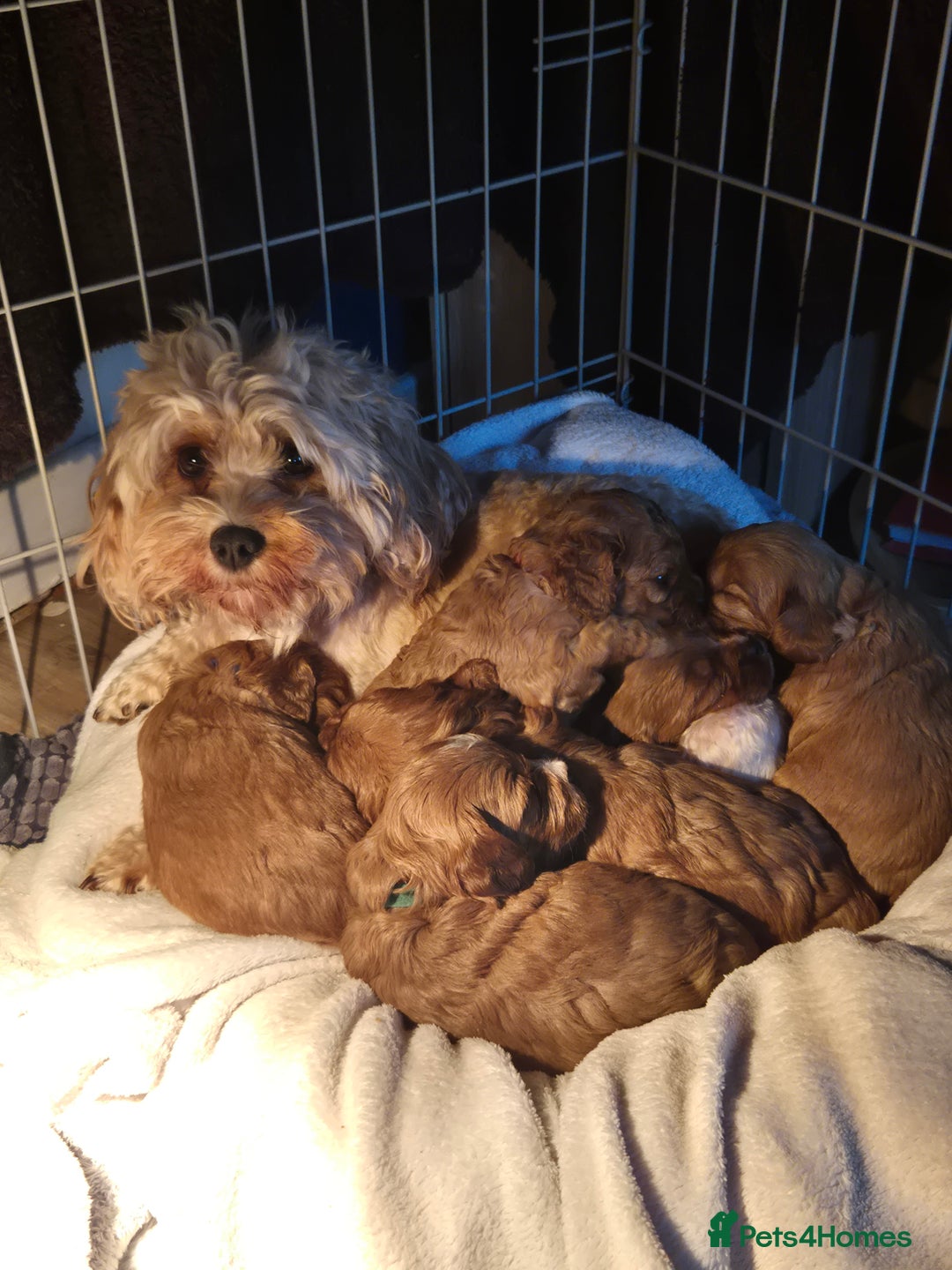 Cavapoo dogs for sale: Cavapoo Puppies (1 LEFT) - Image 1