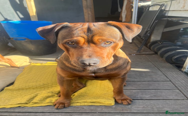 American Bull Staffy dogs Crash Bandicoot Staffweiler e ATAT d DNA tested ✅✅ - Advert 1