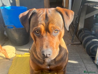 American Bull Staffy dogs Crash Bandicoot Staffweiler e ATAT d DNA tested ✅✅ - Advert 1