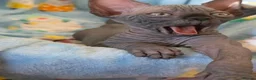 Sphynx cats for sale: ✨ Exceptional Sphynx Kittens Available ✨ - Advert 28
