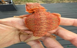 Bearded Dragon reptiles for sale: Bearded Dragon Red Monster line  - Image 3