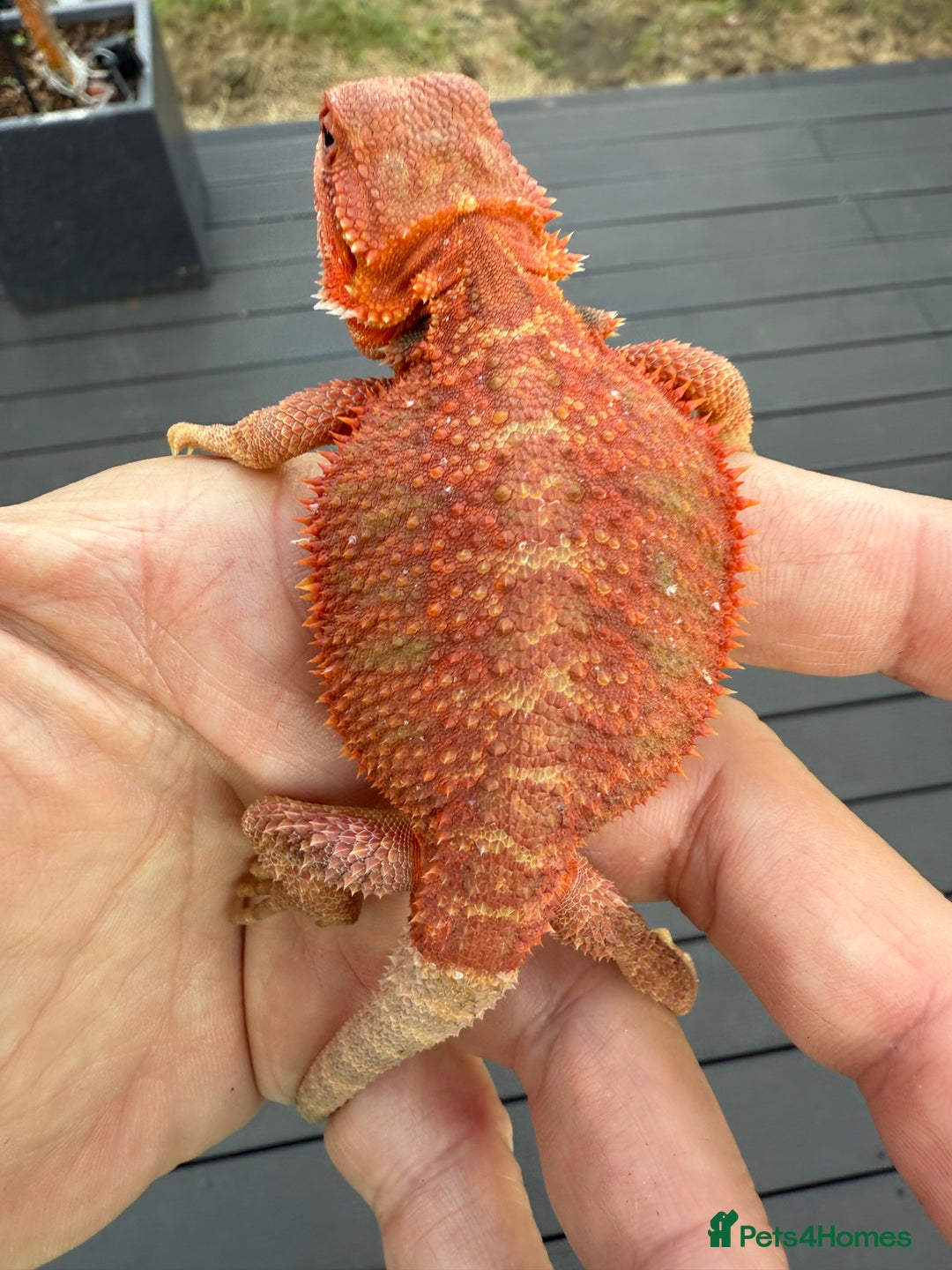 Bearded Dragon reptiles for sale: Bearded Dragon Red Monster line  - Image 3