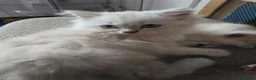 Persian cats for sale: Beautiful dollface persian chinchilla kittens  - Advert 14