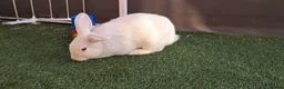 English Lop rabbits for sale: Rabbit for sale.£40 - Advert 5