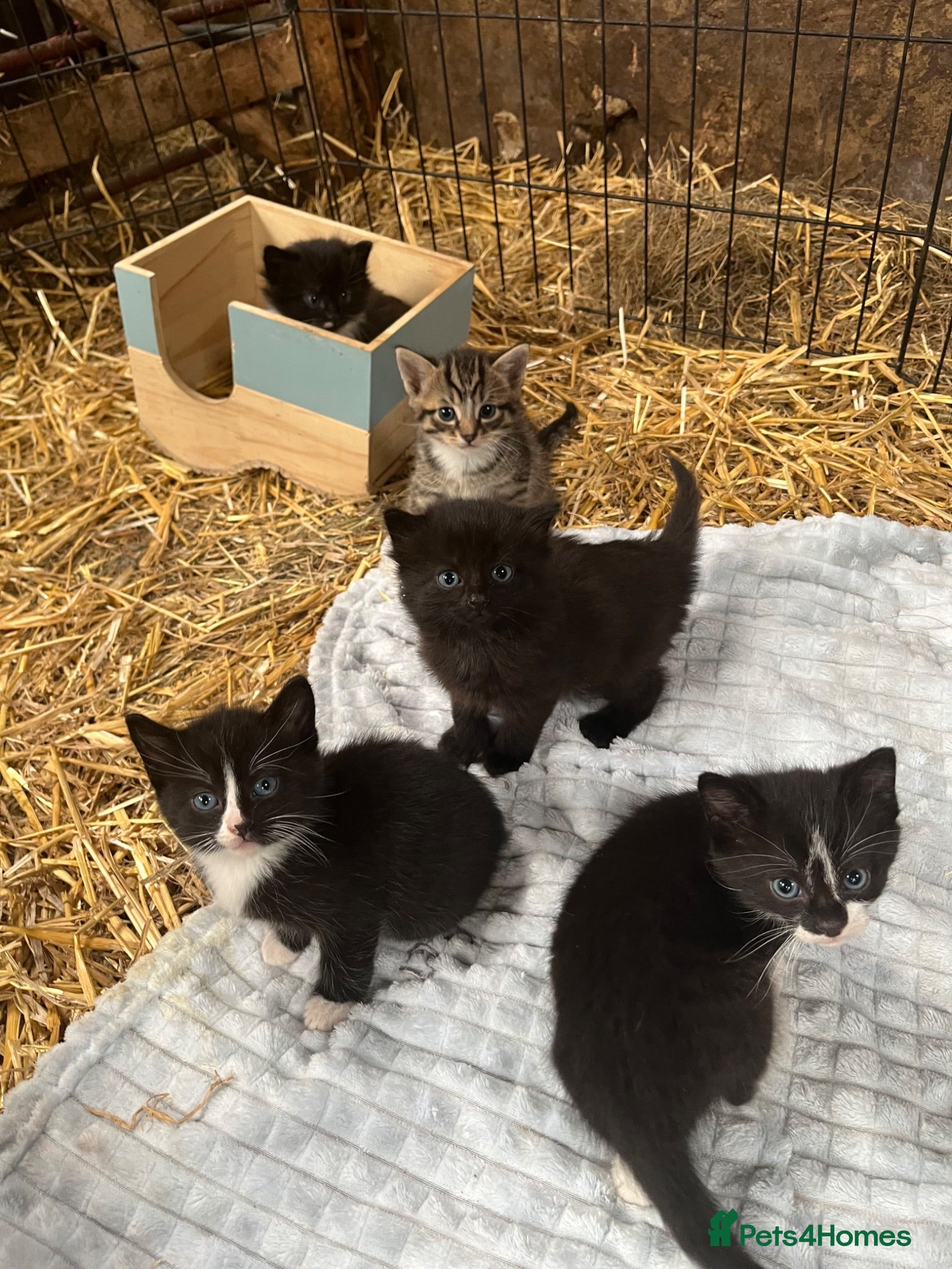 Mixed Breed cats Farm Kittens  - Advert 1