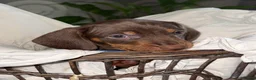 Miniature Dachshund dogs for sale: Chocolate & Tan Miniature Dachshund Puppies  - Advert 7
