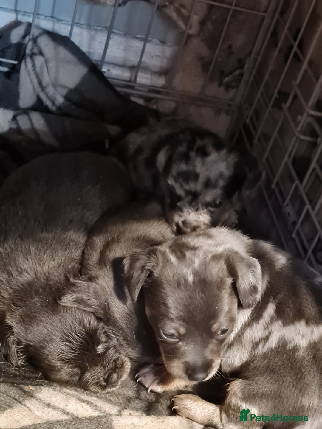 Mixed Breed dogs for sale: Last 2 puppies dachshund cross - Image 3
