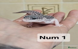 Leopard Gecko reptiles for sale: Blacknight macksnows and supersnows in tremper - Image 13