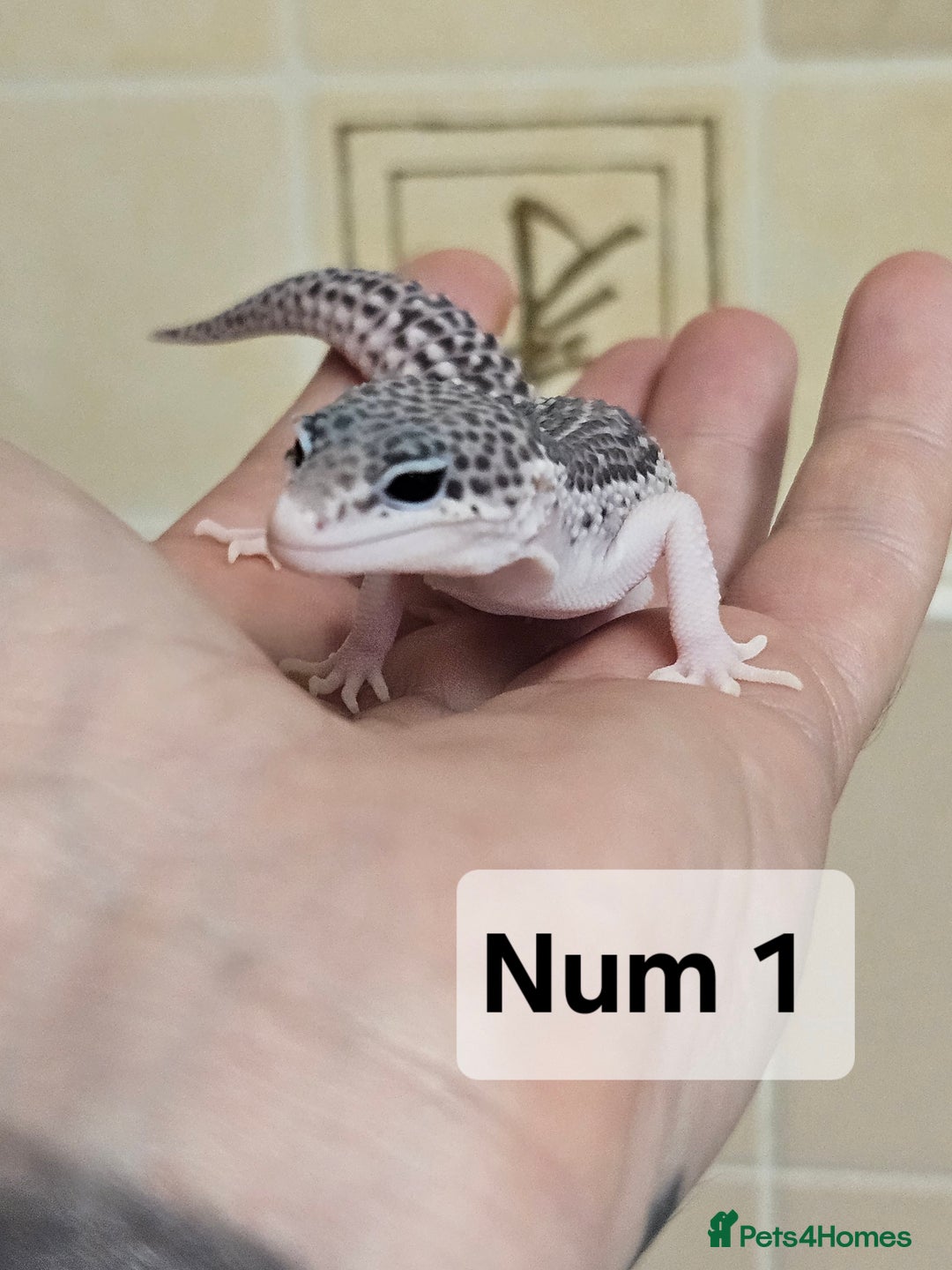 Leopard Gecko reptiles for sale: Blacknight macksnows and supersnows in tremper - Image 13