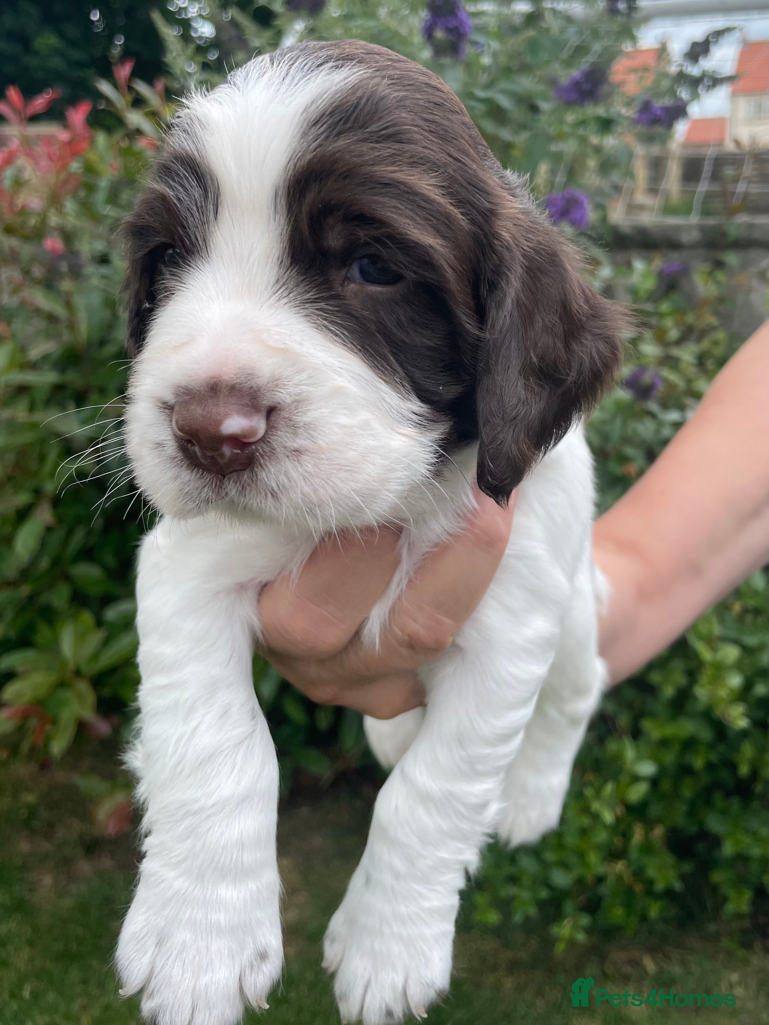 English Springer Spaniel dogs Quality KC registered ESS. Health screened. - Advert 2