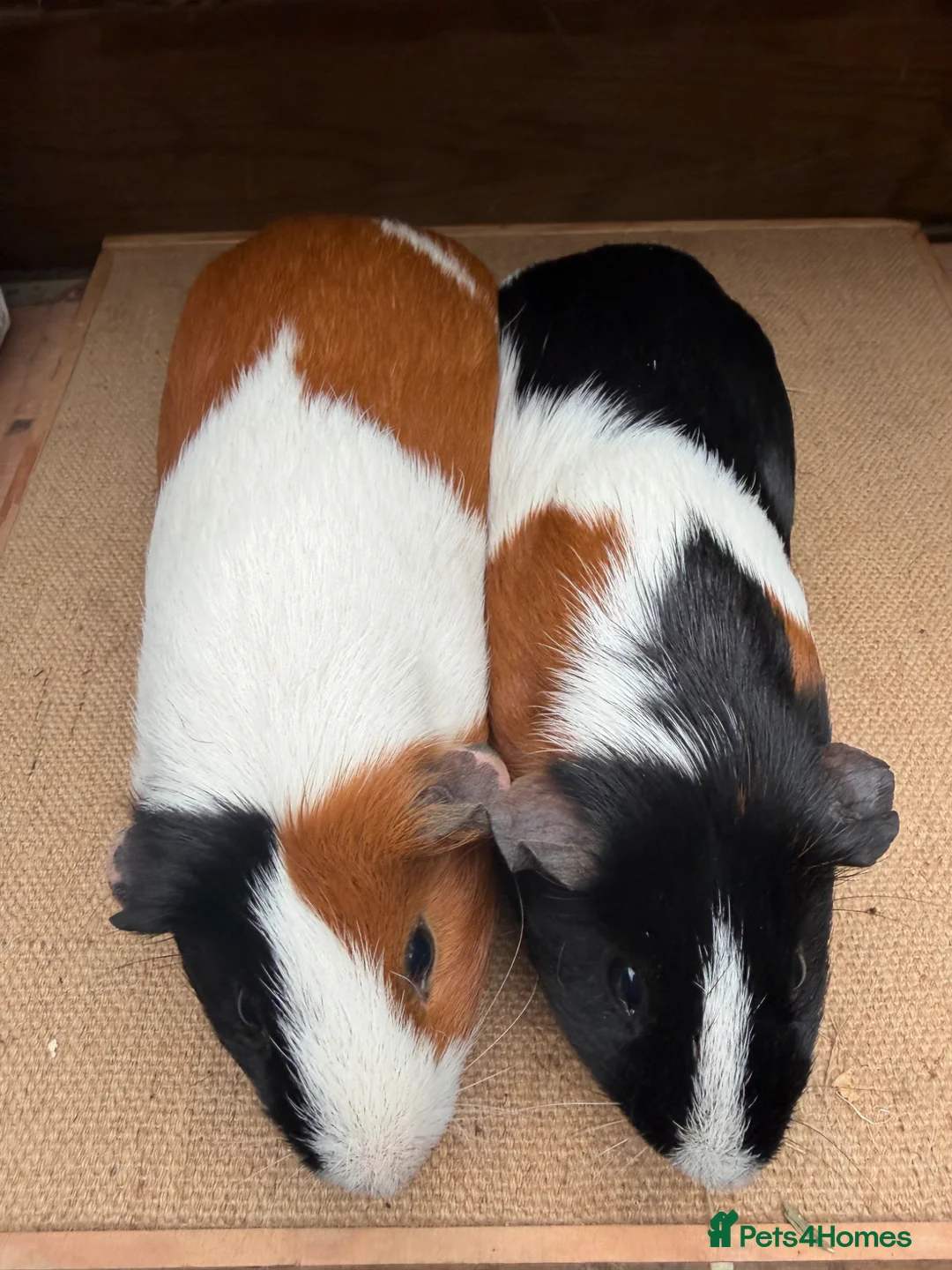 Guinea Pig rodents for sale: Gorgeous pairs of boys 💙 - Advert 6