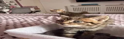 British Shorthair cats for sale: Adorable Kittens Looking for Loving Homes 🐾 - Advert 20