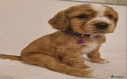 Cocker Spaniel dogs for sale: Cocker spaniel pups for sale  - Image 17