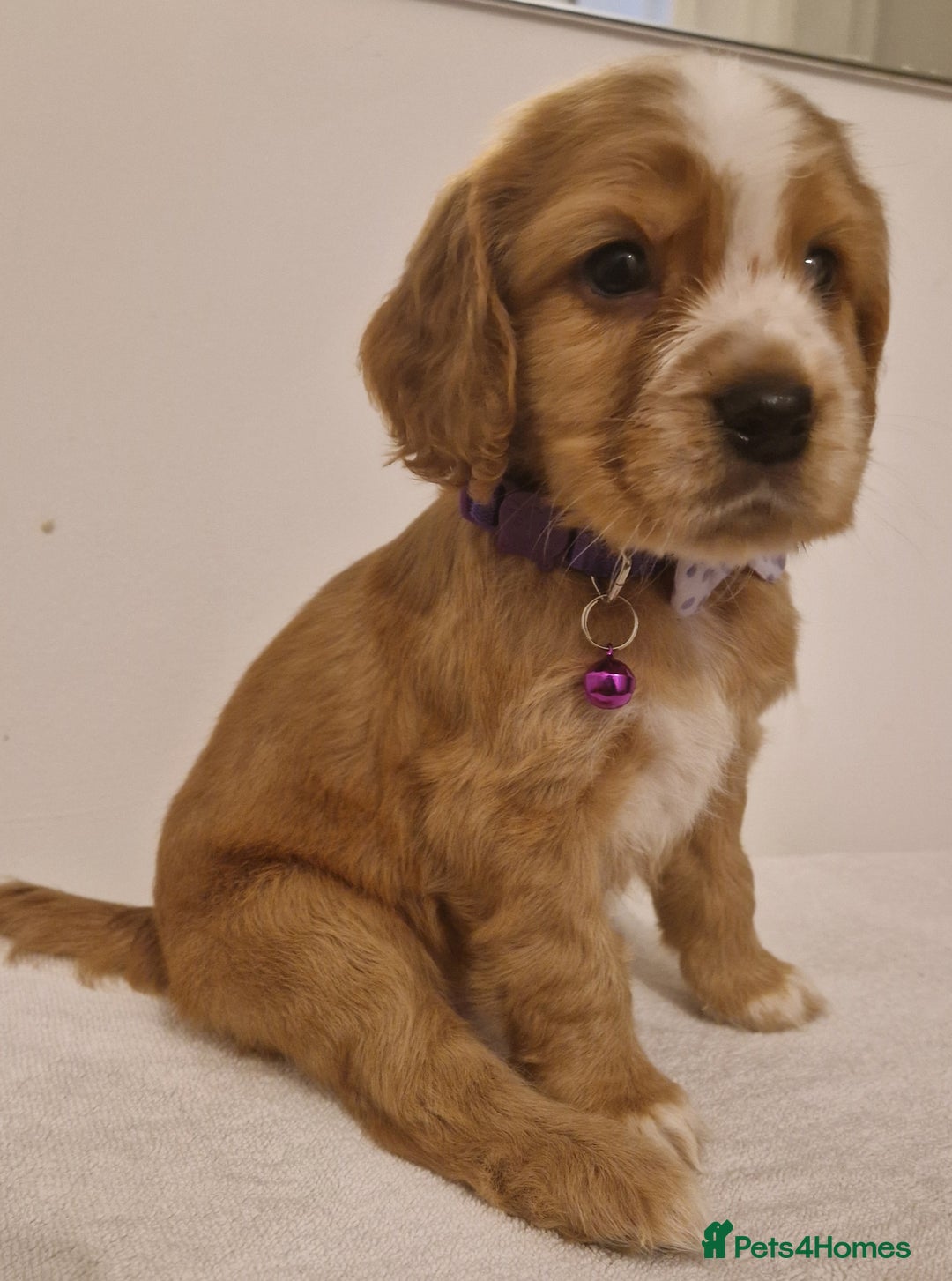Cocker Spaniel dogs for sale: Cocker spaniel pups for sale  - Image 17