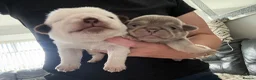 Pug dogs for sale: Kc pug puppies from a 5 star licensed breeder  - Advert 2