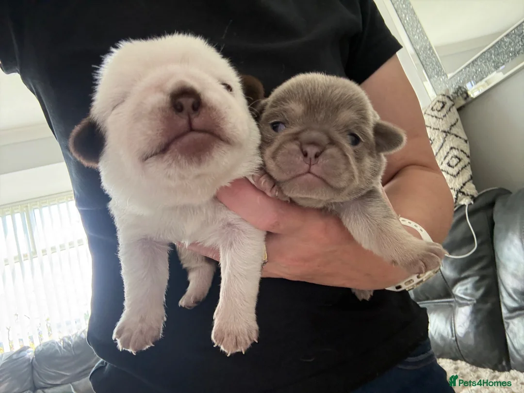 Pug dogs for sale: Kc pug puppies from a 5 star licensed breeder  - Advert 2