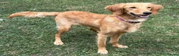 Goldendoodle dogs for sale: PARENTS ARE FROM SUPER HEALTH TESTED LINEAGE  - Advert 8