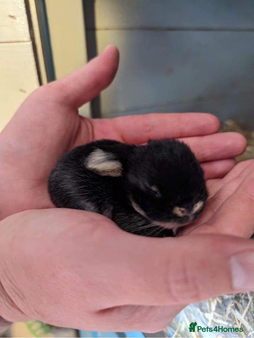 Mini Lop rabbits for sale: MINI LOP BUNNIES - PEDIGREE  - Image 13