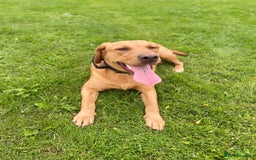 Labrador Retriever dogs for sale: Ref fox lab  - Image 5