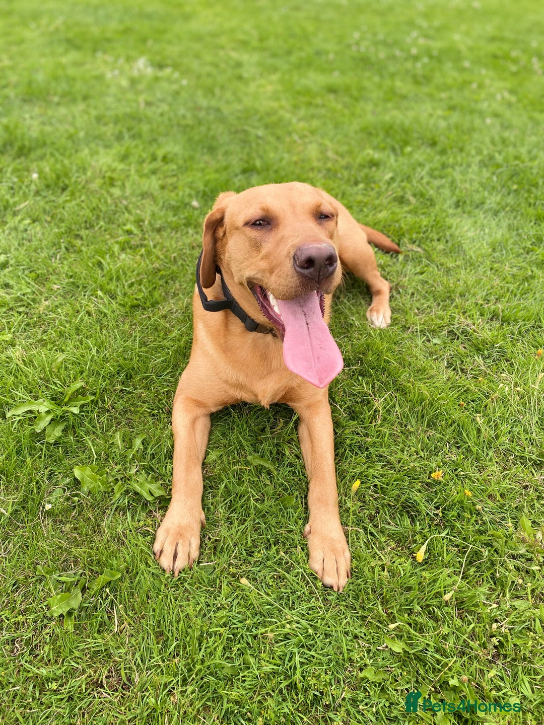 Labrador Retriever dogs for sale: Ref fox lab  - Image 5