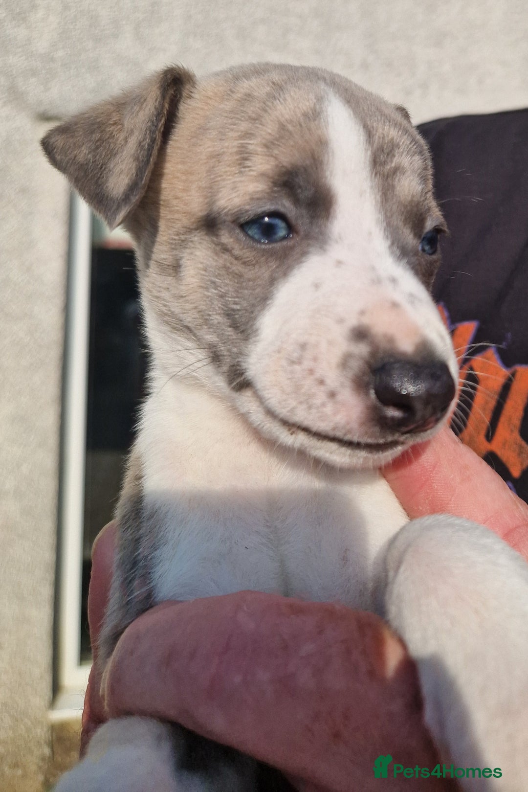 Whippet dogs for sale: Whippet puppies for sale - Image 6