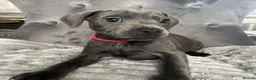 Staffordshire Bull Terrier dogs for sale: Blue Staffordshire bull terrier puppies in Luton - Advert 3