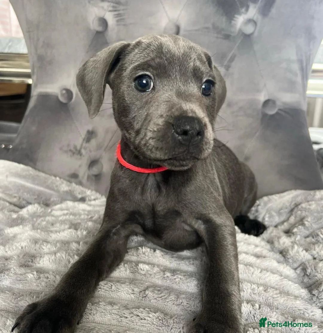 Staffordshire Bull Terrier dogs for sale: Blue Staffordshire bull terrier puppies in Luton - Advert 3