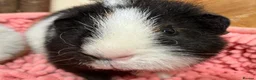 Guinea Pig rodents for sale: Gorgeous pair of Teddy boys/boars/males - Advert 5