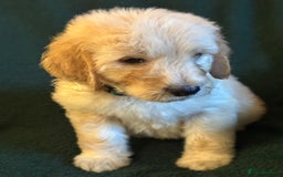 Goldendoodle dogs for sale: Goldendoodle Puppies – Ready Now, Don’t Miss Out! in Llanbrynmair - Image 17