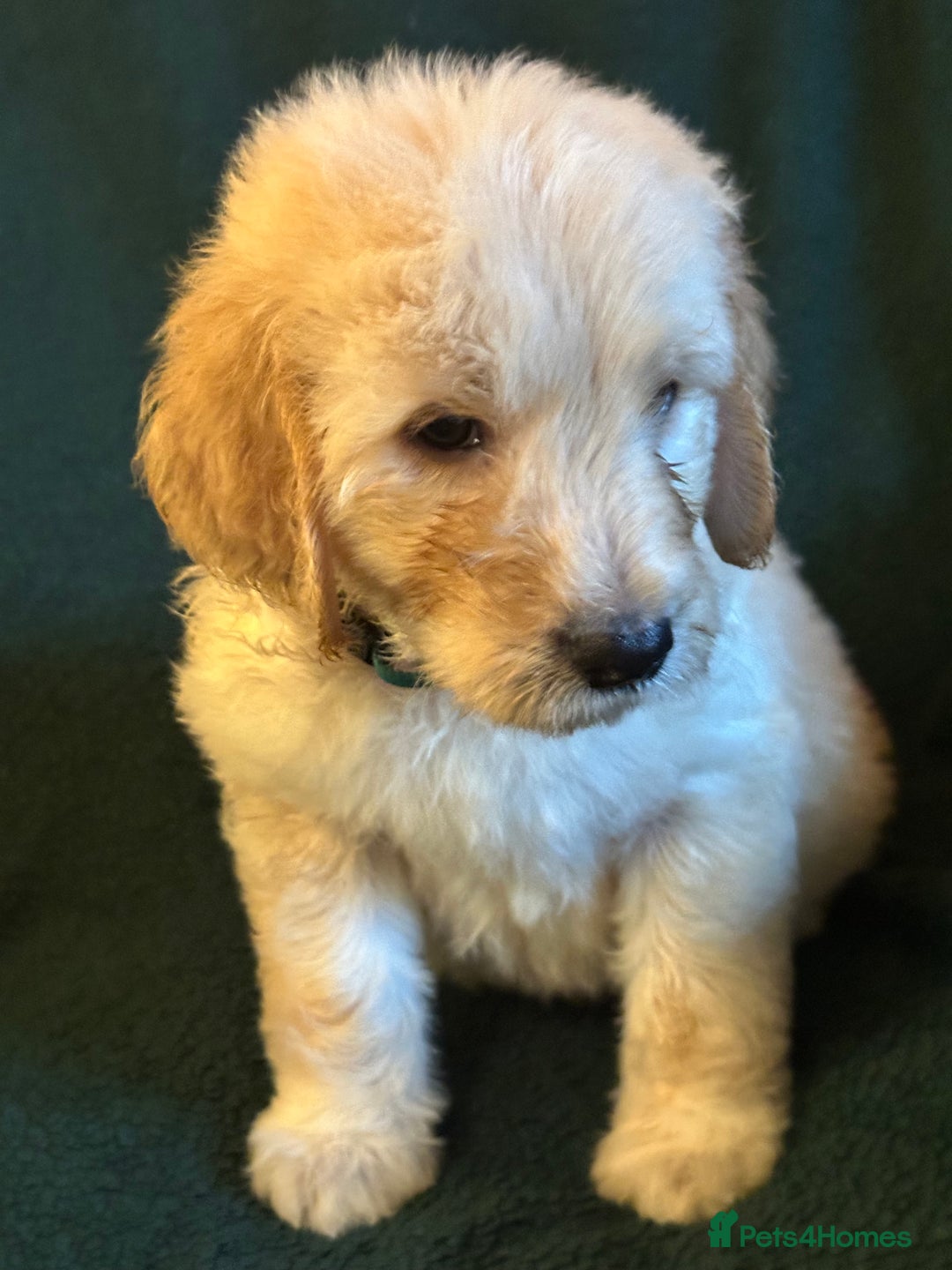 Goldendoodle dogs for sale: Goldendoodle Puppies – Ready Now, Don’t Miss Out! in Llanbrynmair - Image 17