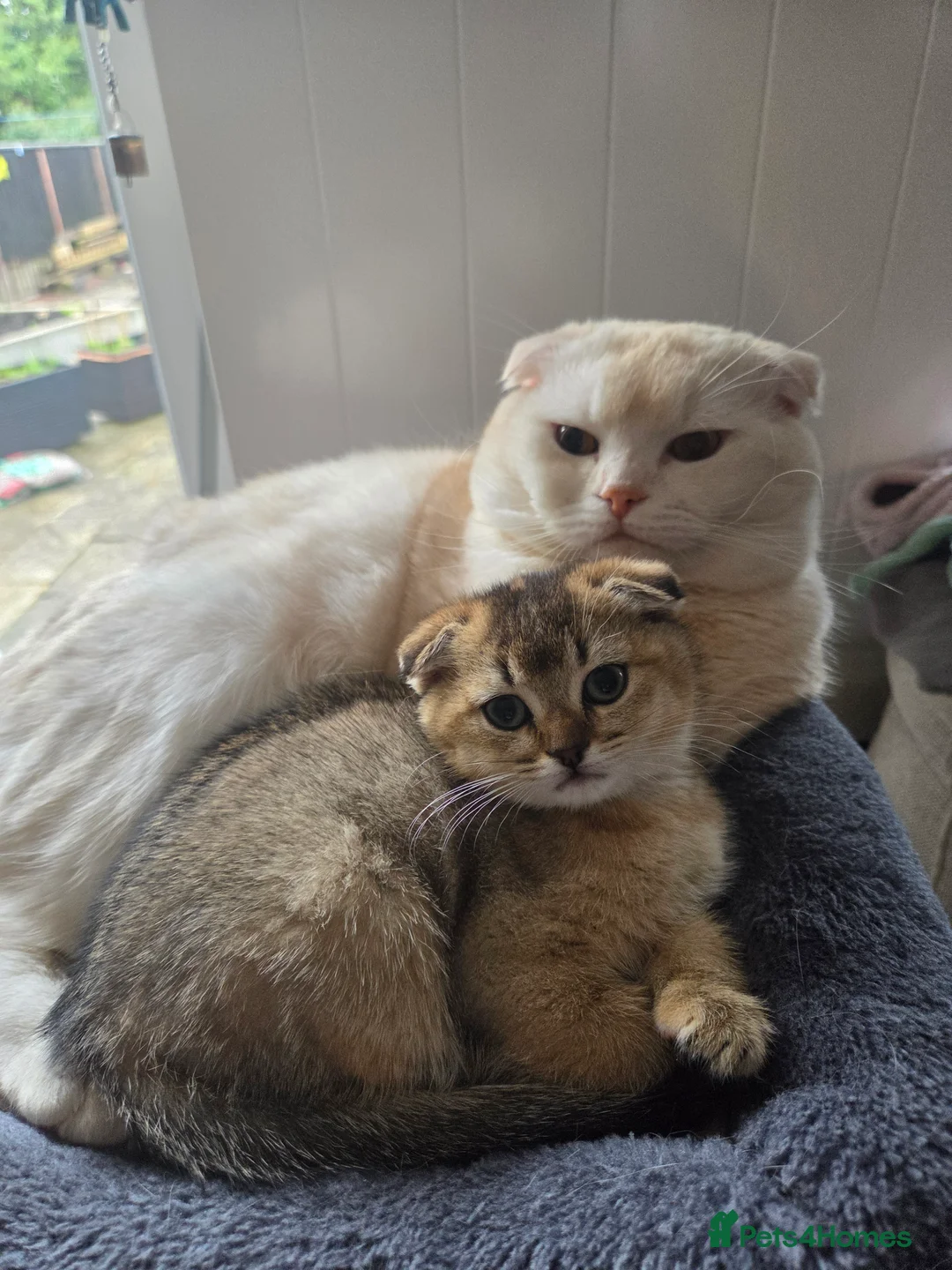 Scottish Fold cats for sale: Last 1 available Beautiful Scottish fold kittens  - Advert 2