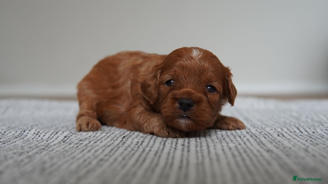 Cavapoo dogs for sale: Beautiful toy Cavapoo puppies 🐶 🐾 - Image 18