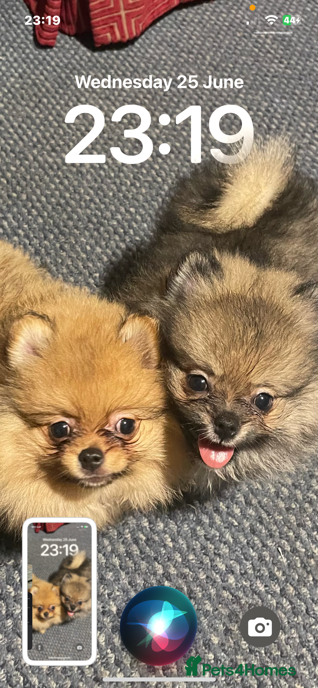 Pomeranian dogs for sale: Pom puppy for sale  - Image 17