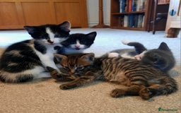 Mixed Breed cats for sale: Beautiful friendly kittens.  - Image 7