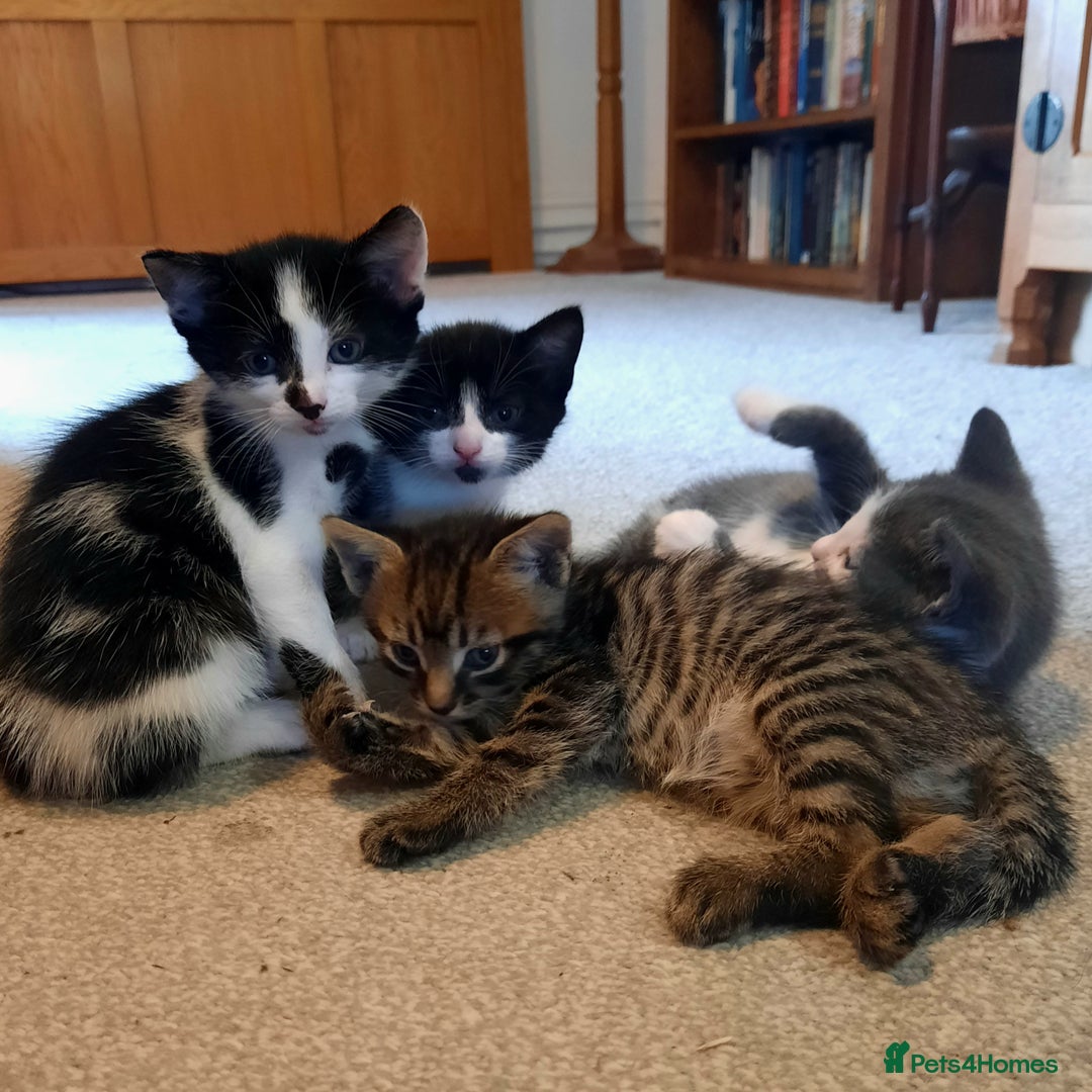 Mixed Breed cats for sale: Beautiful friendly kittens.  - Image 7